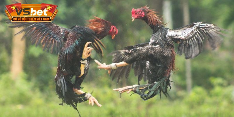Đá gà Savan – Hành trình khám phá đấu trường chiến kê