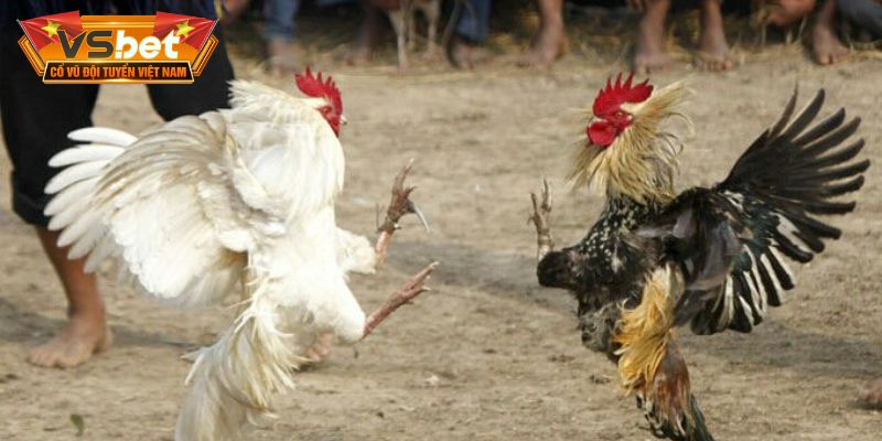 Đá gà thiết lập sự phong phú về các thể loại thi đấu 