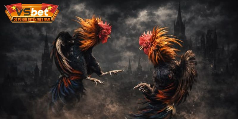 Trải nghiệm theo dõi những màn so tài chiến kê kịch tính và mãn nhãn